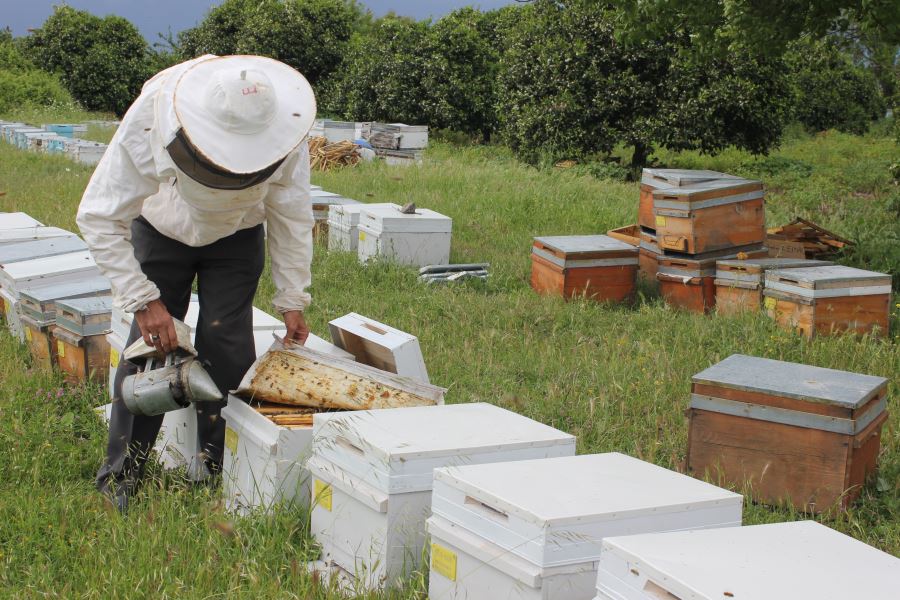 Arı yetiştiricilerine yüzde 50 hibe desteği