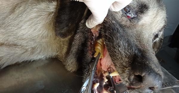 Boğazına kemik saplanan köpek, tedavi edildi