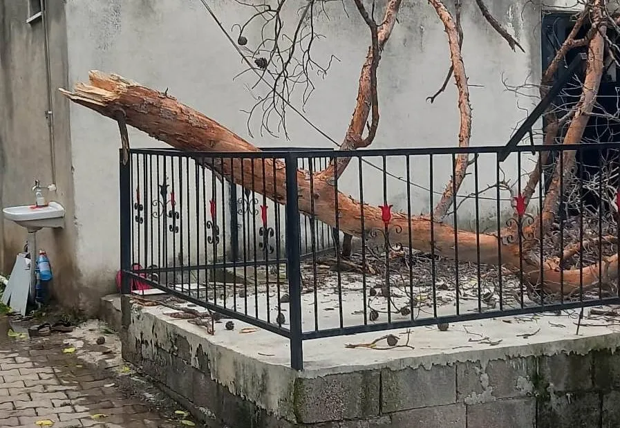 Şiddetli rüzgar ağacı evin üzerine yıktı