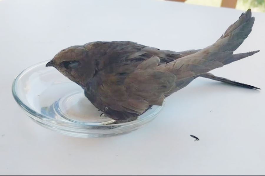 Ebabil kulu, koruma altına alındı 