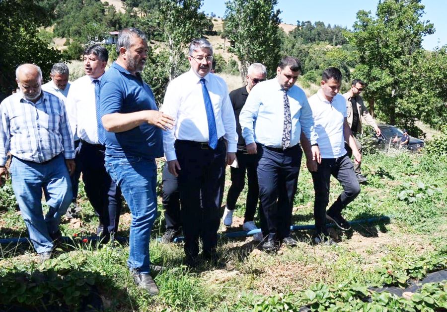 Vali Yılmaz, çilek hasadı yaptı 