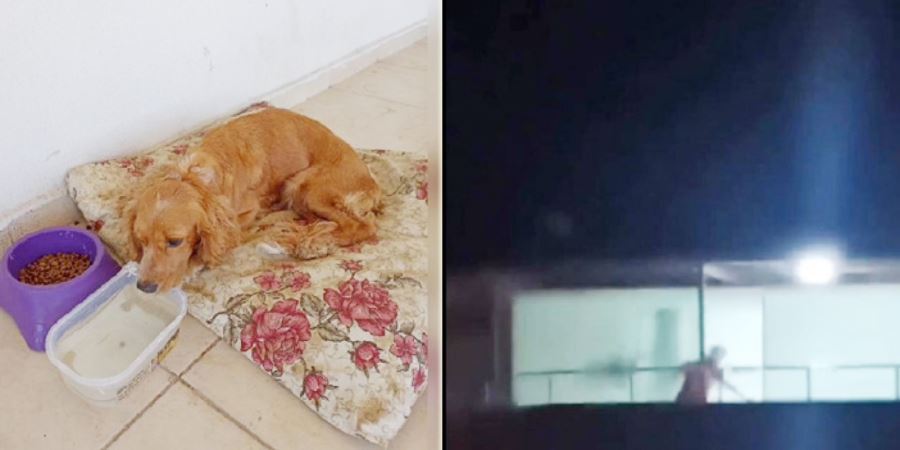 Sahibinden dayak yiyen köpek, barınağa yerleştirildi