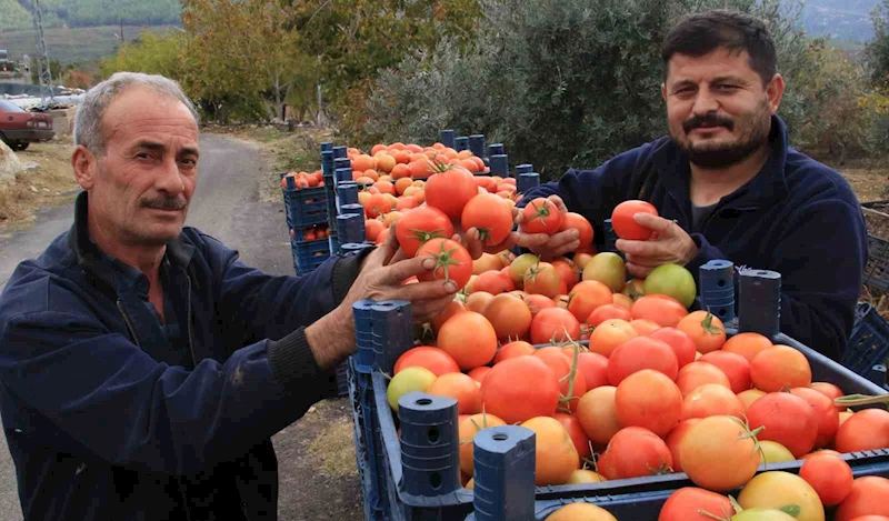 Bu sezon üreticisinin yüzü güldü: Kış mevsiminde açıkta domates hasadı sürüyor
