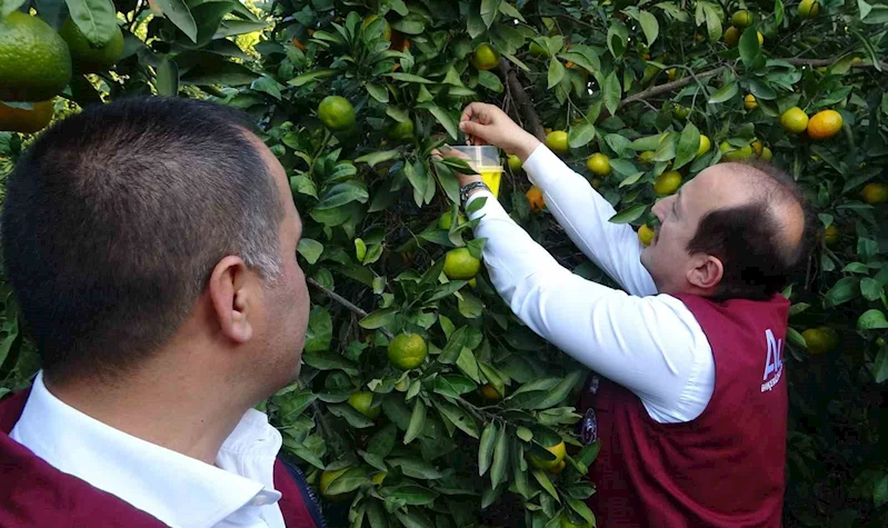 Narenciyenin başkentinde zararlıya karşı biyolojik başarı
