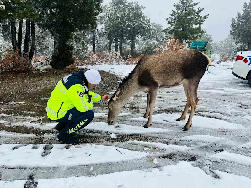 Kızıl geyikten jandarmaya sürpriz ziyaret
