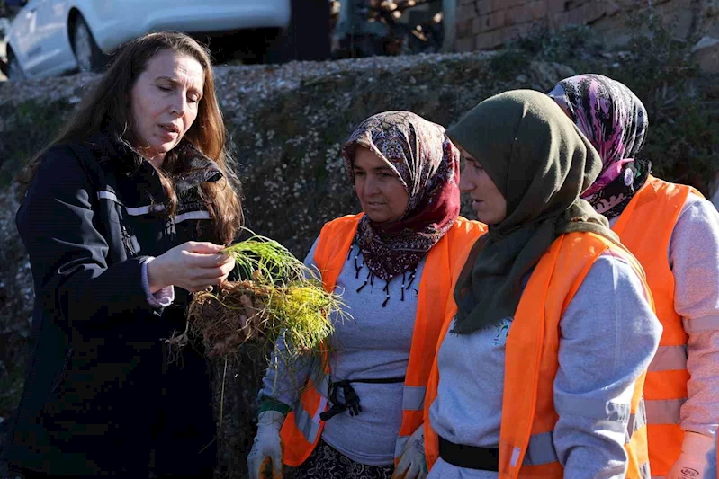 Safran ve salep fideleri Manavgat’ta toprakla buluştu
