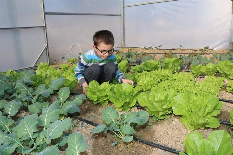 Öğrenciler okulda tavuk besleyip sebzecilik yapıyor
