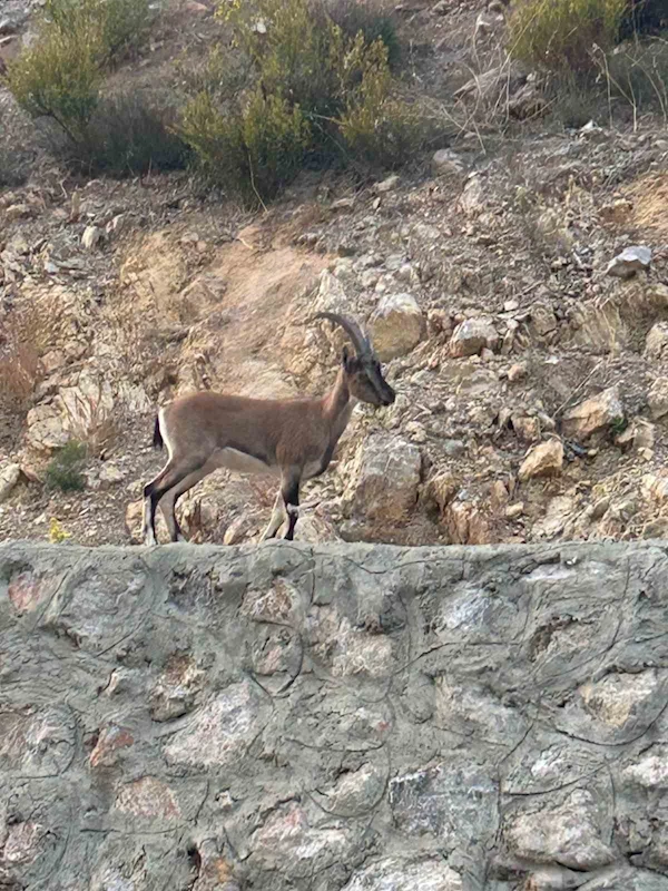 Yaban keçisini avladı, 