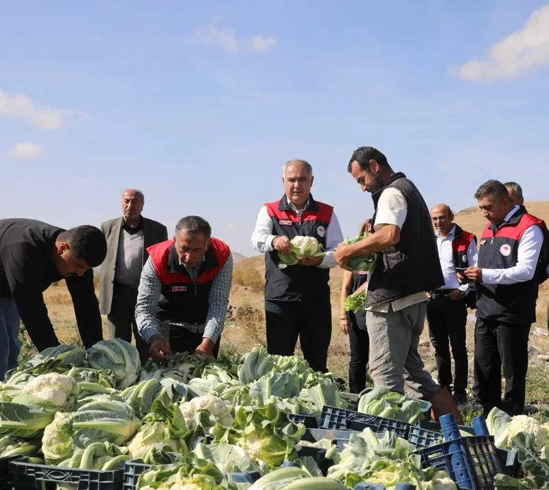 Elazığ’da karnabahar hasadı başladı
