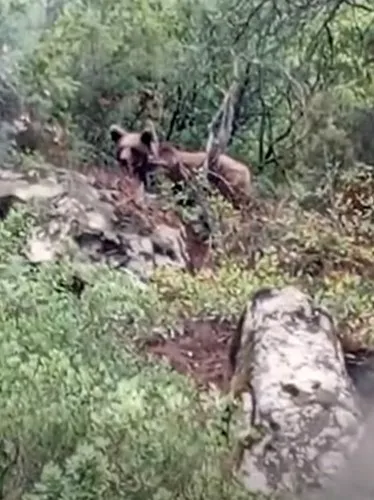 Bursa’da kaymakamlık uyardı: Dikkat ayı çıkabilir
