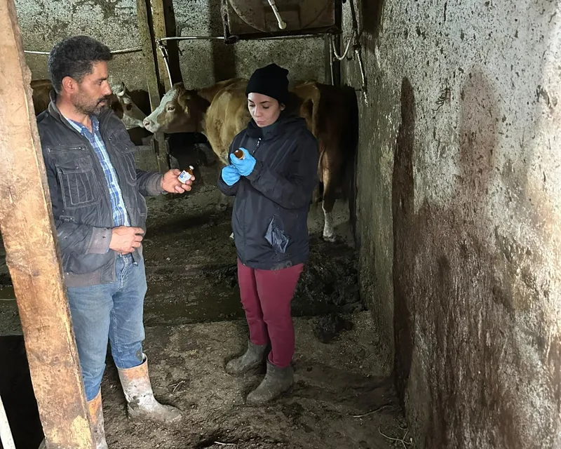 Giresun’da şap alarmı
