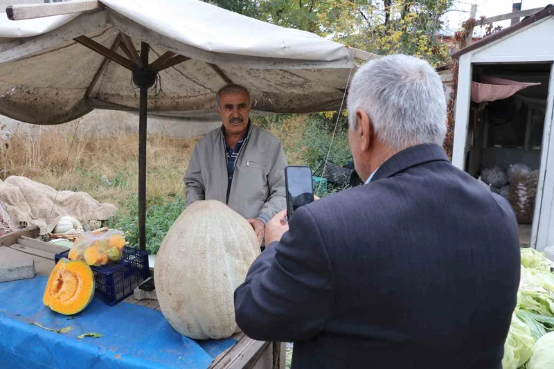 Ata tohumu 51 kiloluk dev kabak ilgi odağı oldu
