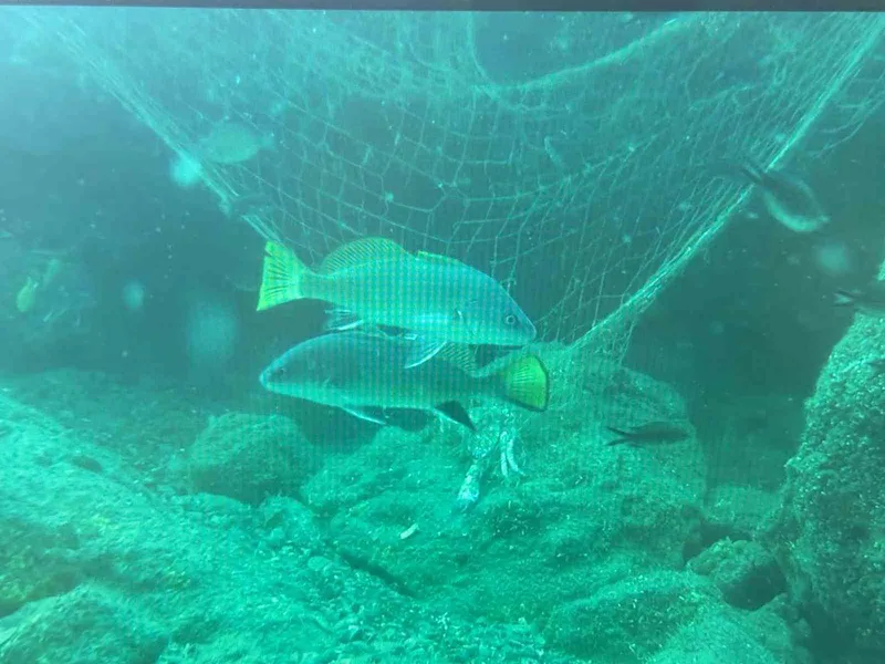 Denizlerin sessiz katili: Hayalet ağlar
