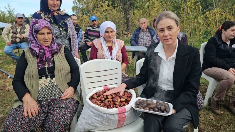 Kaymakam Kan, kestane hasadına katıldı
