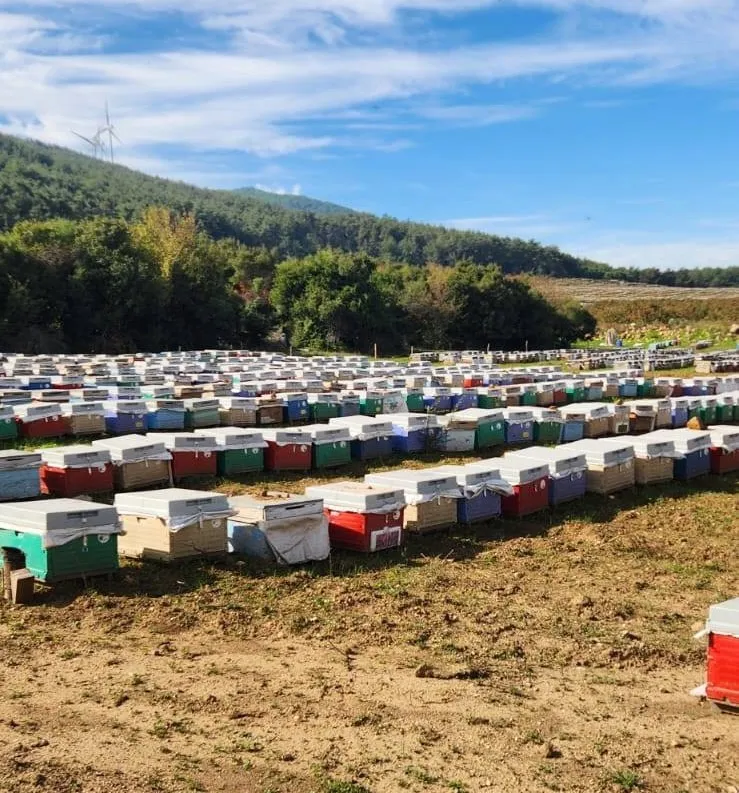 Söke’de arılı kovan tespiti yapıldı
