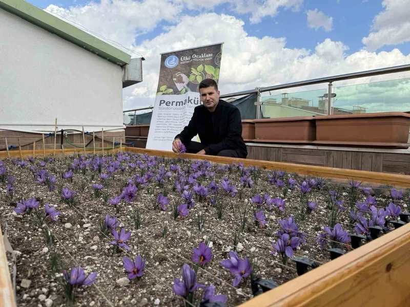 Ülkü Ocakları Genel Merkezi’nin terasında safran hasadı
