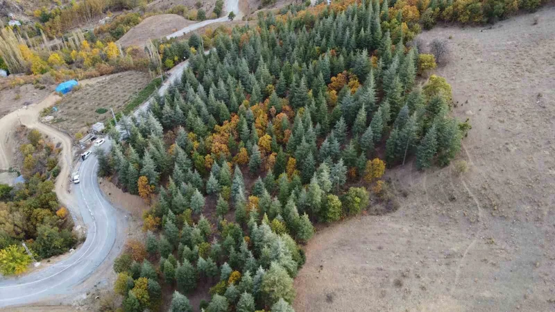 Adana’da 37 yıl önce köylülerin diktiği fidanlar ormana dönüştü
