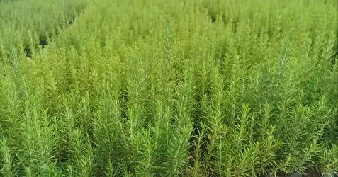 Muğla’da atıl araziler biberiye ile canlanıyor
