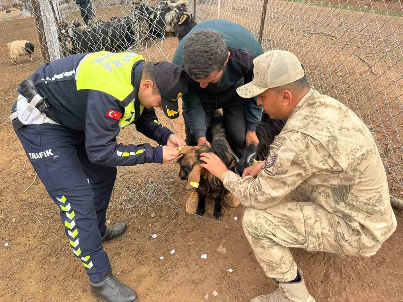 Siirt’te hayvan kazalarının önlenmesi için sürüye 