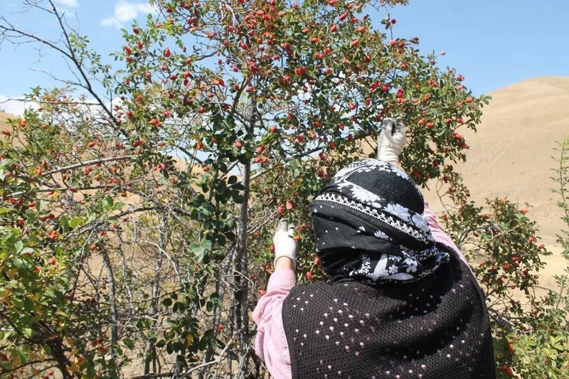 Dağların kırmızı hazinesi kuşburnu için hasat zamanı
