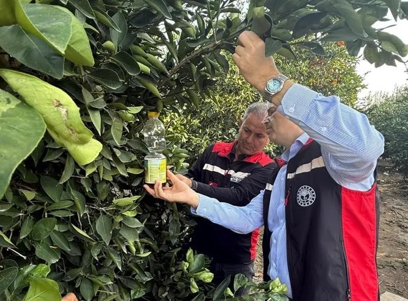 Narenciyede hasat başladı, Akdeniz meyve sineği ile mücadele hız kazandı
