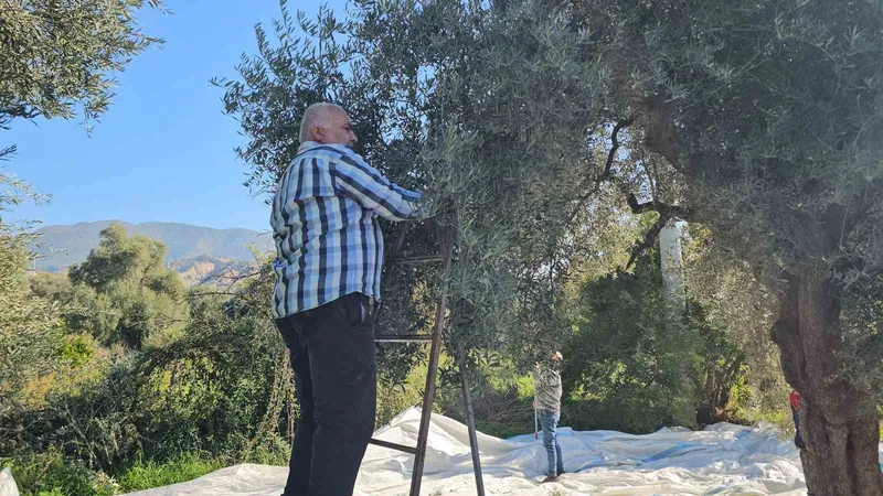 Aydın’da zeytin hasadı sürüyor
