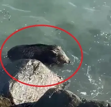 Ordu’da denizde yaban domuzu görüntülendi
