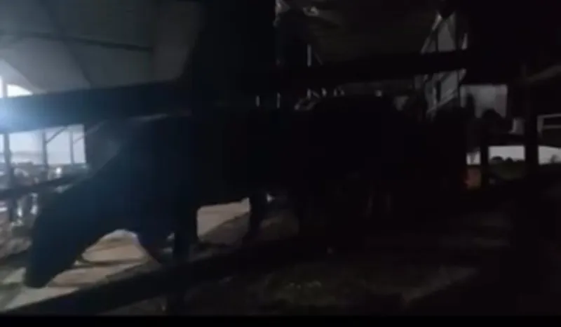 Aydın’da pasaportsuz hayvan sevkiyatına 1,2 milyon TL ceza
