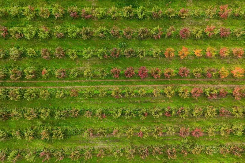 Sonbaharın renk cümbüşü Uludağ eteklerinde
