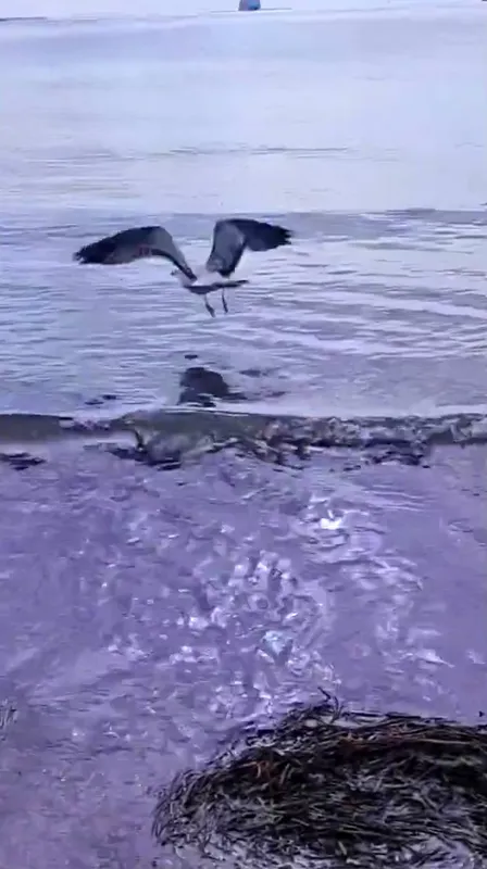 Ayağına dolanan sahte oltayla yaralanan martı tedavisinin ardından doğal ortamında
