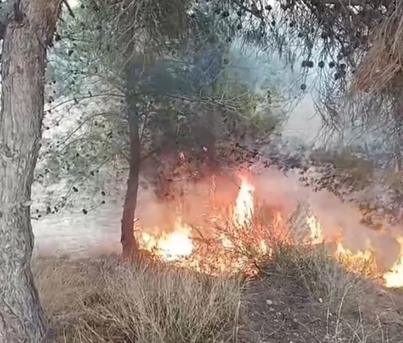 Adana’da bir çocuğun çıkardığı öne sürülen yangında 100 zeytin ağacı yandı
