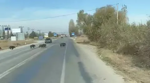 Beyşehir’de kara yoluna çıkan yaban domuzu sürüsü böyle görüntülendi
