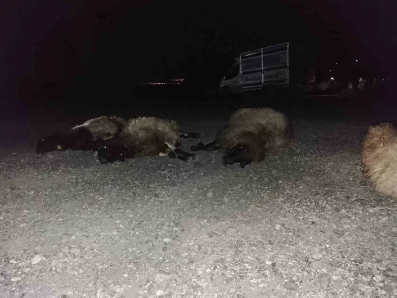 Otomobil sürüye çarptı, 8 koyun telef oldu
