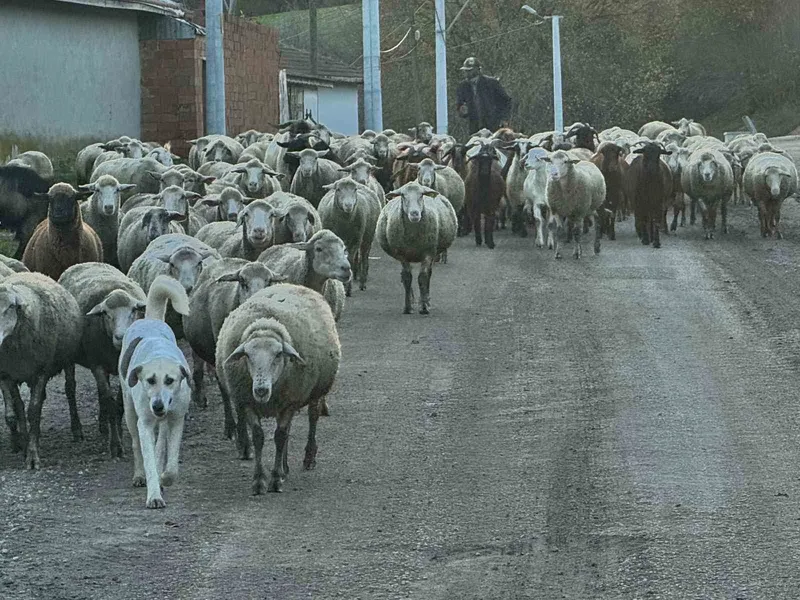 Aylık 50 bin liraya çoban bulamıyorlar
