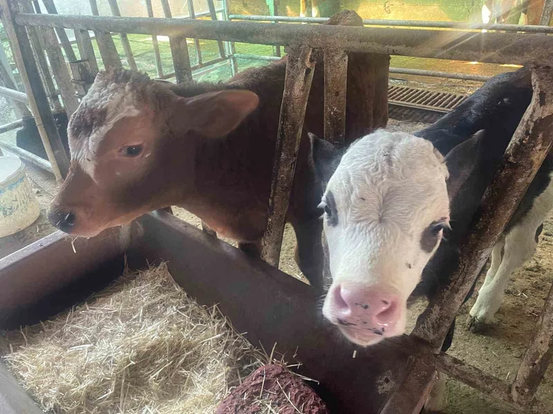 ABD Tarım Bakanlığı: 