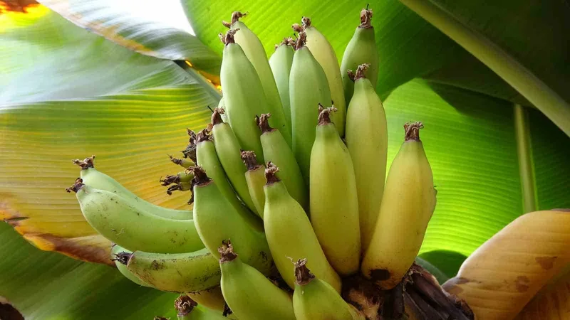 Karadeniz’de muz ve mango yetişiyor
