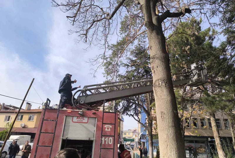 İtfaiyeden su fışkırtma tekniğiyle kedi kurtarma operasyonu
