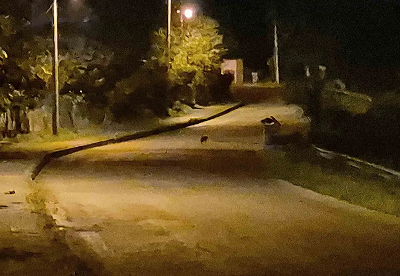 Aç kalan çakal yavruları Bartın şehir merkezinde görüntülendi
