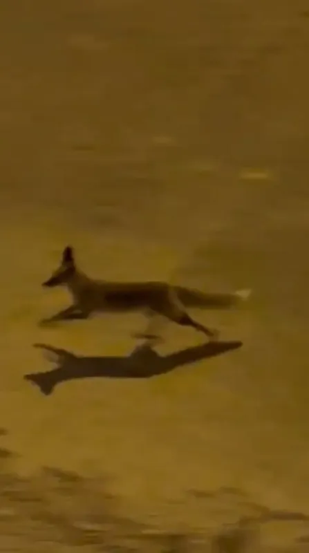 Şanlıurfa’da aç tilki kent merkezine indi
