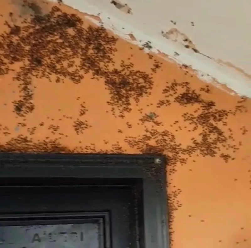 Gönen’de kara sinek istilası;
