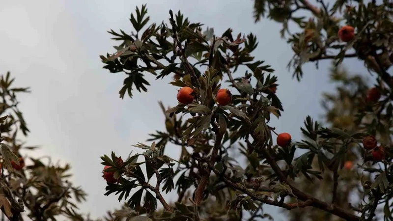 Tatvan’da alıç hasadı
