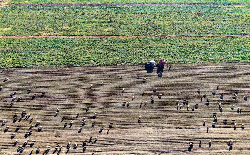 Muş Ovası’nda ’tatlı’ hasat devam ediyor
