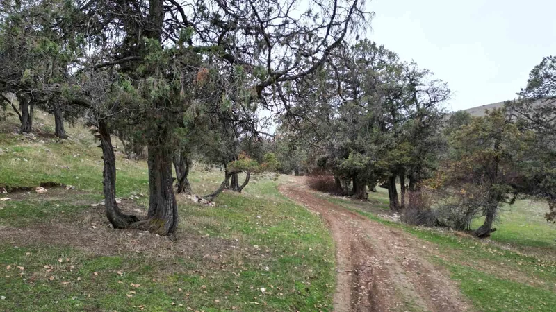 Bu ormana asırlardır balta girmiyor, kuruyup yıkılan ağaçlarda ormanda bırakılıyor
