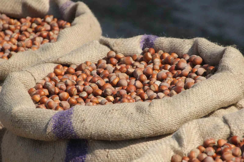 Fındık üreticilerinden Ferrero’ya 