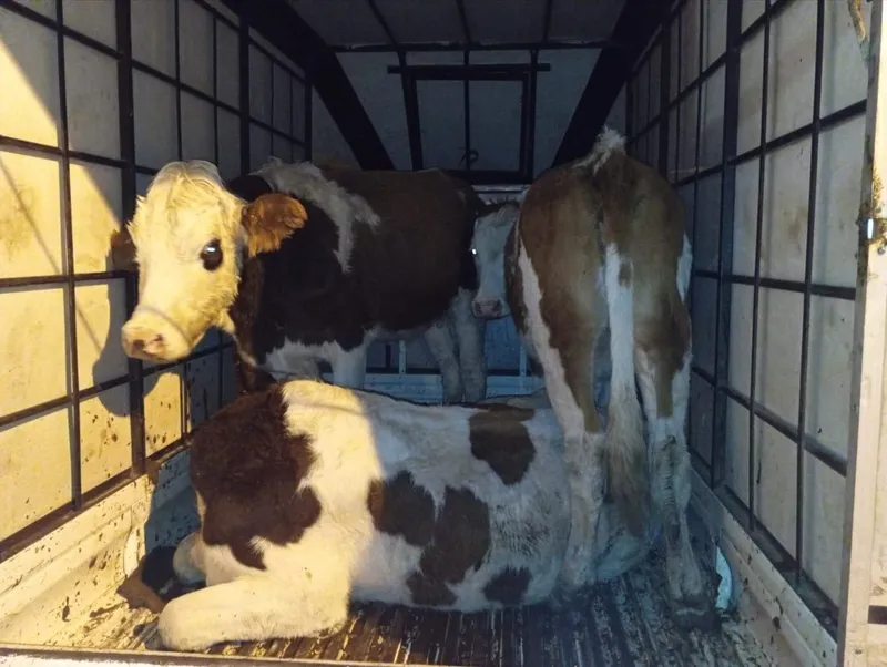 Muş’ta çalınan büyükbaş hayvanlar jandarma kontrolüne takıldı
