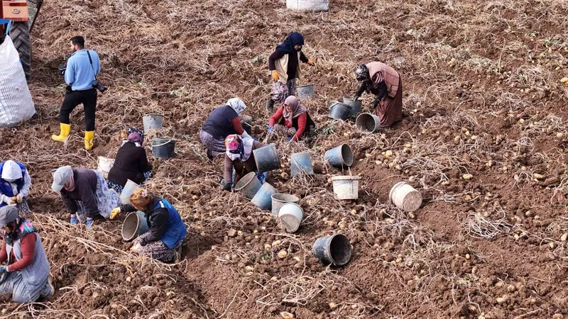 Türkiye’de sezonun son patatesleri Sivas’ta sökülüyor

