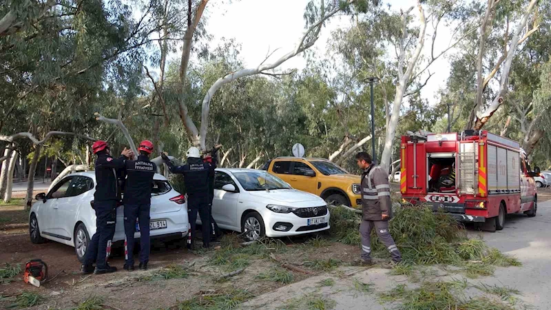 Rüzgar nedeniyle devrilen ağaç iki otomobile zarar verdi
