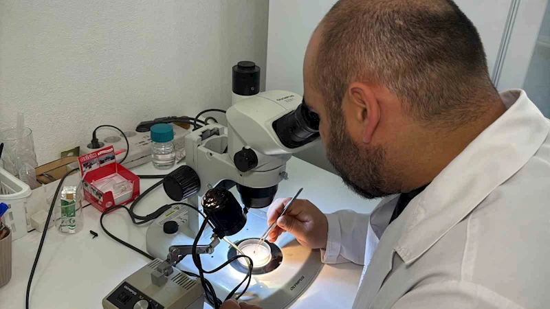 Türkiye’nin kene faunası değişiyor; yeni türler takip altında
