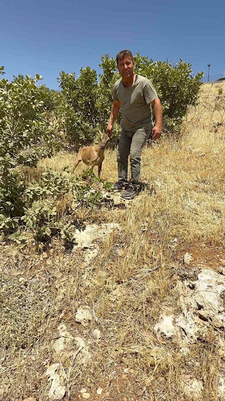 Tel örgülere takılan dağ keçisi kurtarıldı
