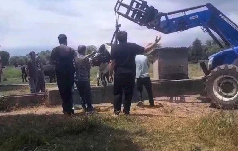 İnek oluğa sıkıştı, köylüler seferber oldu
